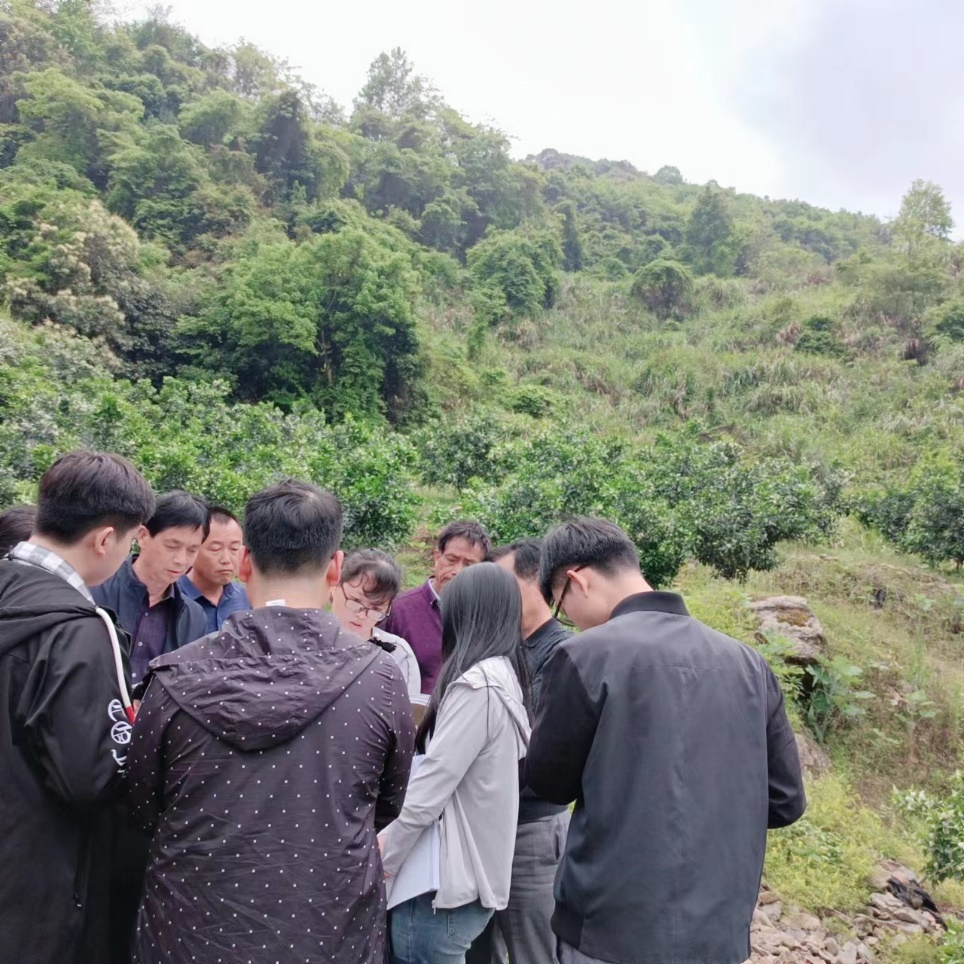 人间四月芳菲尽，山间橙花竞绽开——崇义羊角坡实地办案记